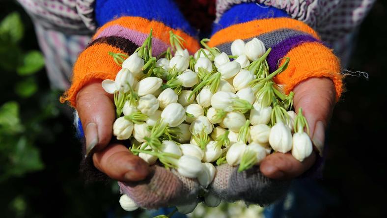 生产全球60%的茉莉花:广西小城离“世界花都”还有多远?